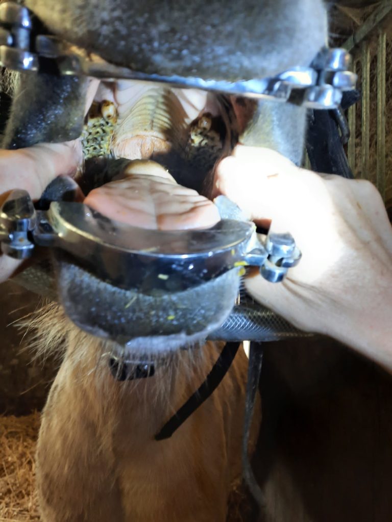 gebitsonderzoek pony door paardentandarts met speculum in