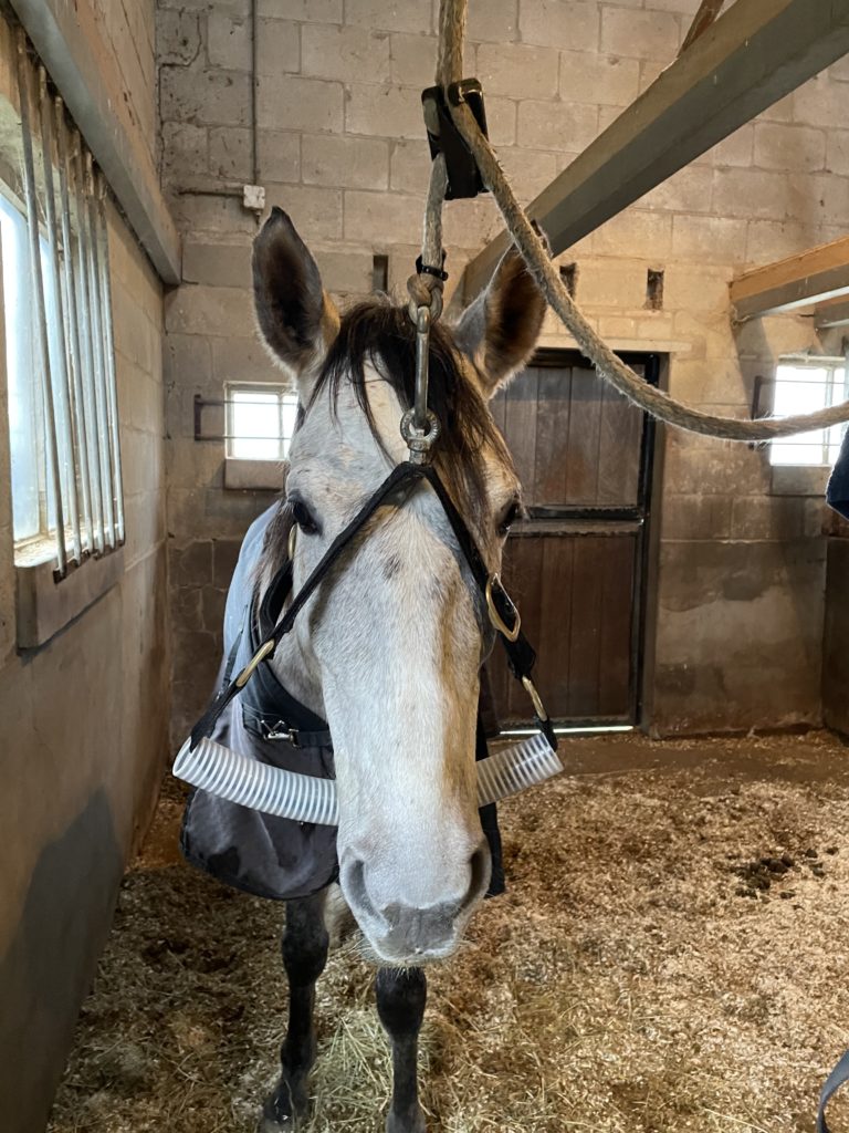 Schattig paard in halster wachtend behandeling gebitsverzorger