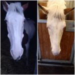 Voor en na behandeling speekselklierstenen pony