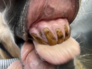 paard met eotrh Equine Odontoclastic Tooth Resorption and Hypercementosis