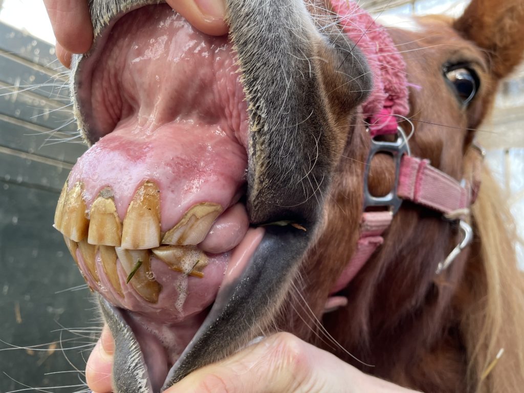 Pony gebitsafwijking met Equine Odontoclastic Tooth Resorption and Hypercementosis