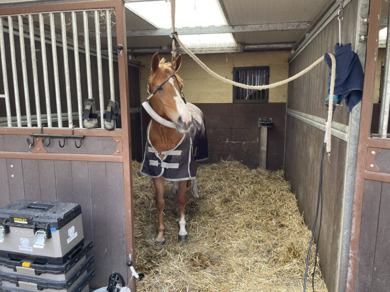 paard klaar voor gebitsbehandeling